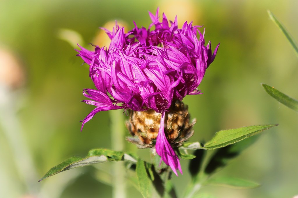 Centaurée Scabieuse