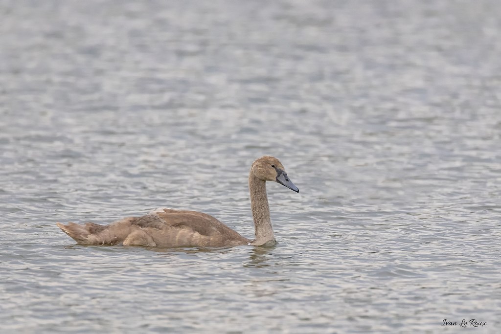Jeune Cygne -  Etangs de Brionne - 2019
