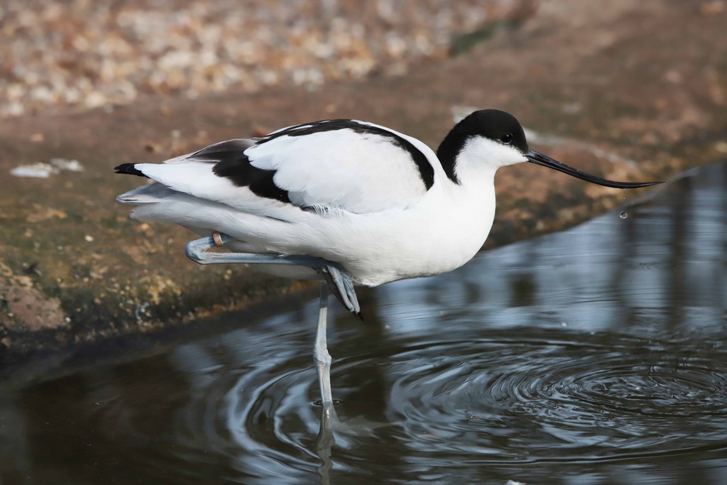 Avocette Elégante biotropica