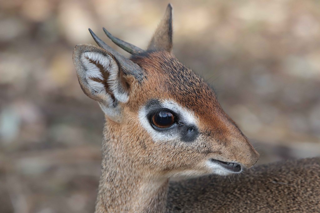 Dik Dik de Kirk - Biotropica