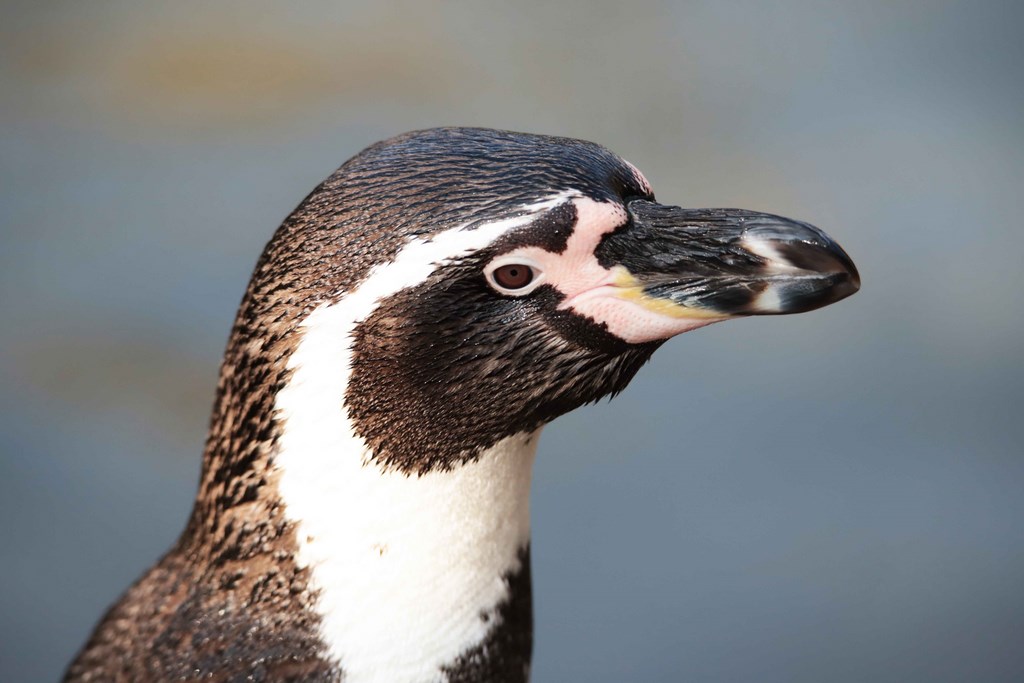 Manchot de Humboldt - Biotropica