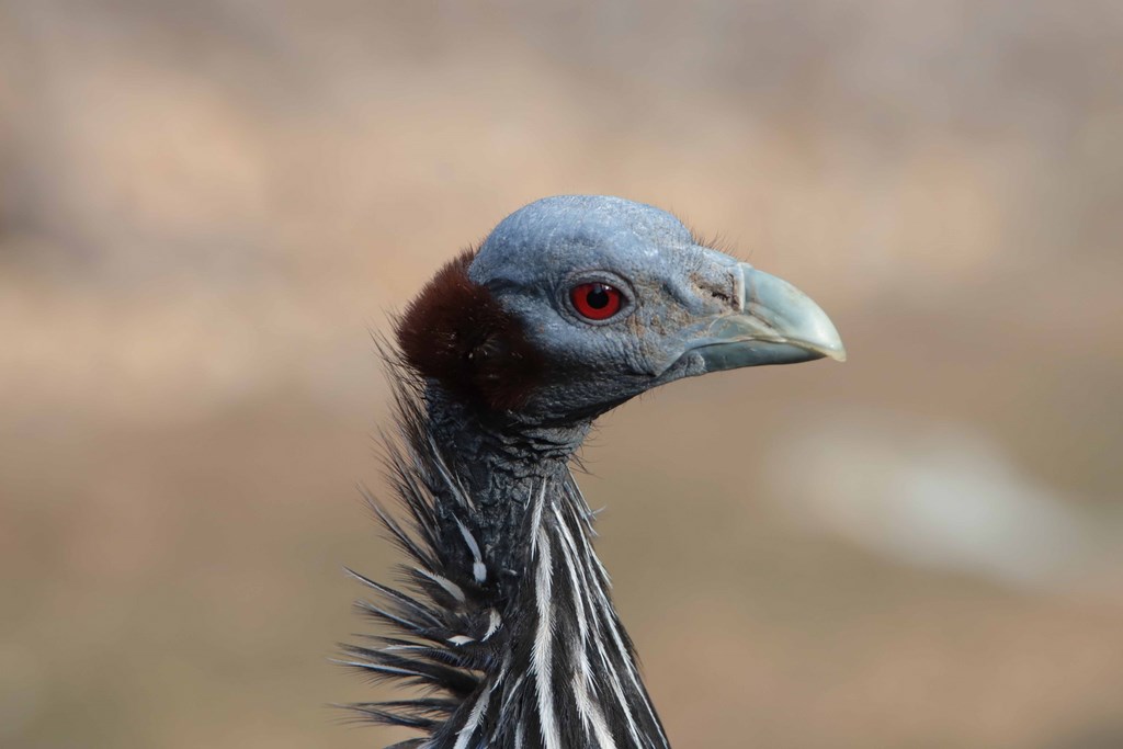 Pintade Vulturine biotropica