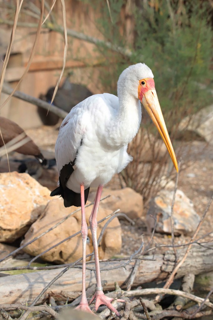 Tantale Ibis Biotropica