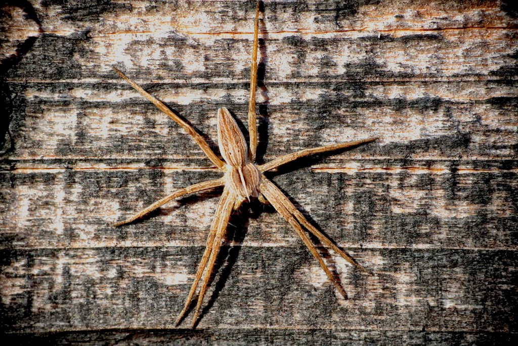 Araignée patineuse (Pisaura mirabilis)