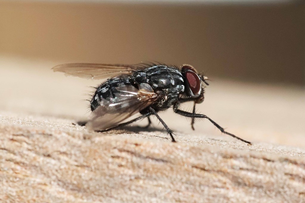 Mouche Calliphoridae