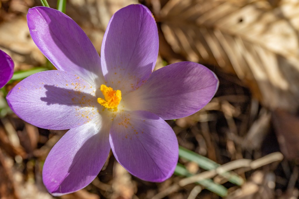 Crocus