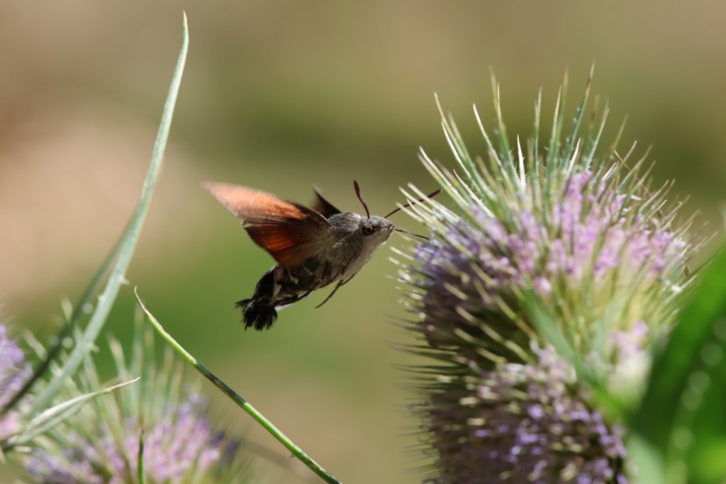 Moro-Sphinx - Romilly-la-Puthenaye (27) - 2025 - Ivan Le Roux