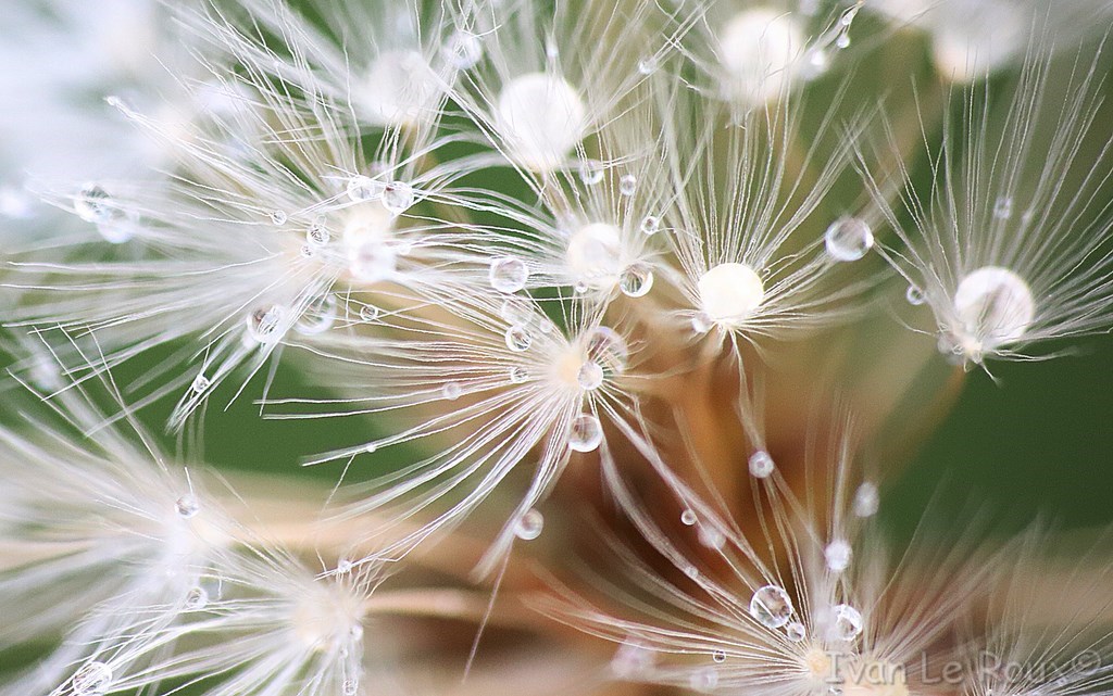 Aigrettes de pissenlit avec gouttes d'eau