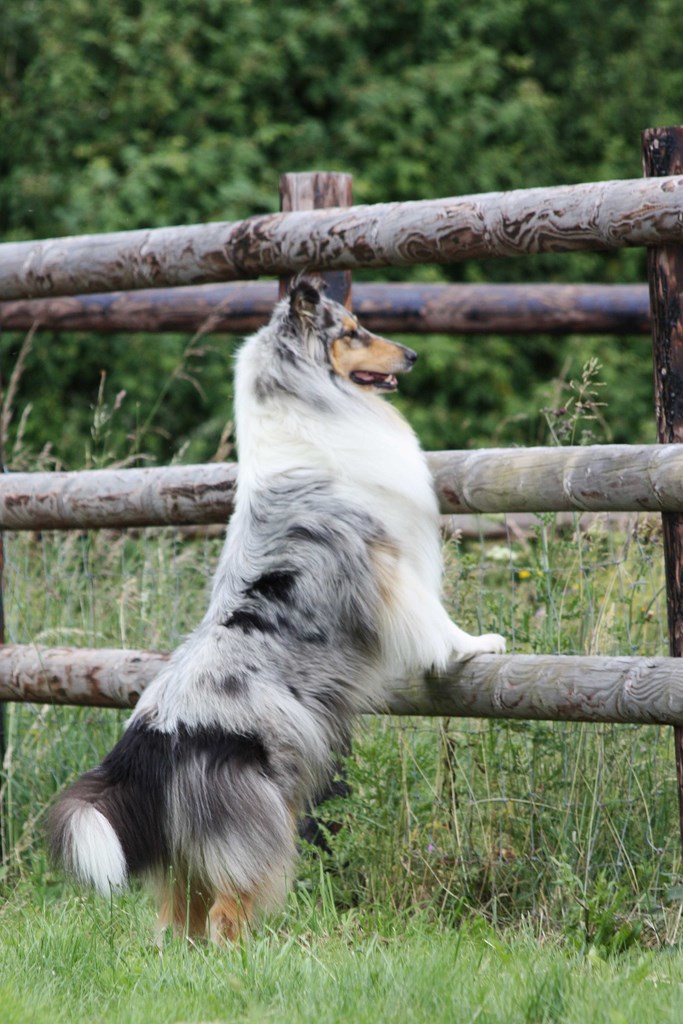 Daisy Bleue de la Vallée du Charme Colley Bleue merle 