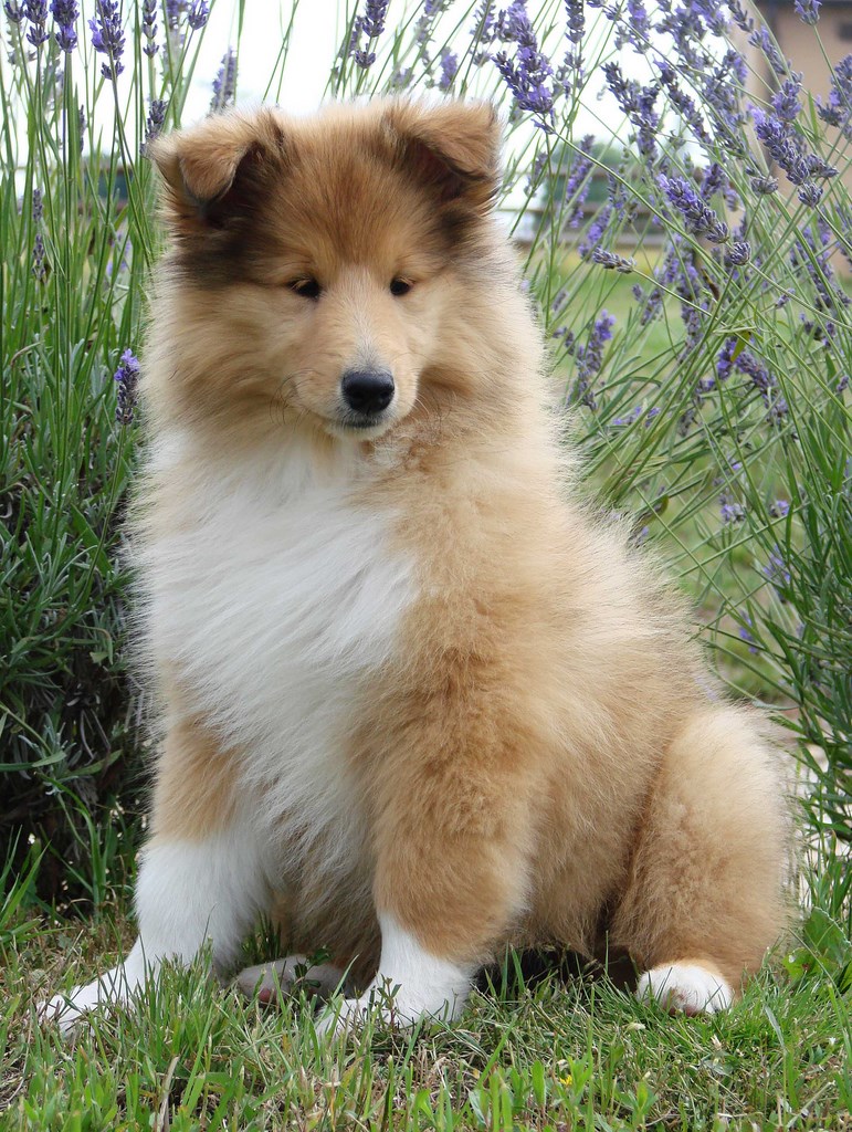 Douce-Amère Blonde de Cabrenysset "Dolly" Colley 