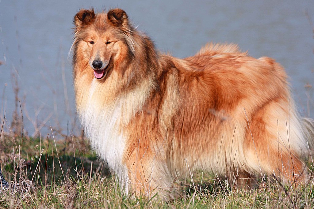 Douce-Amère Blonde de Cabrenysset "Dolly" Colley 