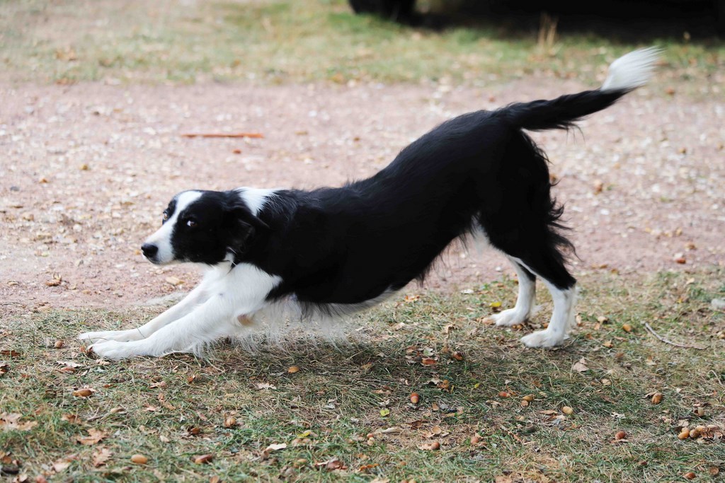 Doria Border collie