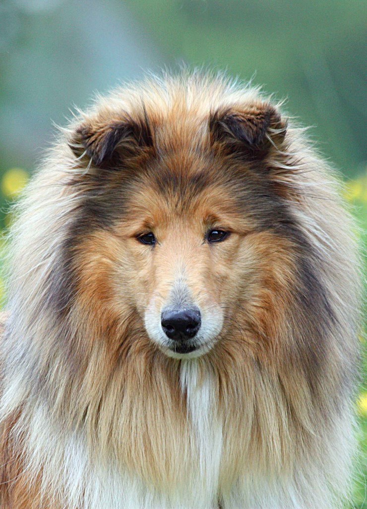 Douce-Amère Blonde de Cabrenysset "Dolly" Colley 