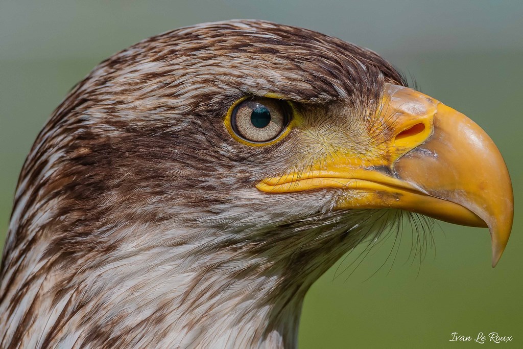 Pygargue ou Aigle pêcheur - Harcourt 2019