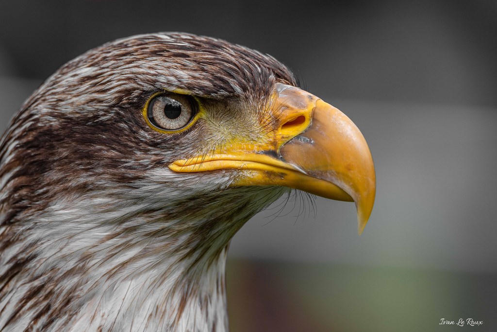 Pygargue ou Aigle pêcheur - Harcourt 2019