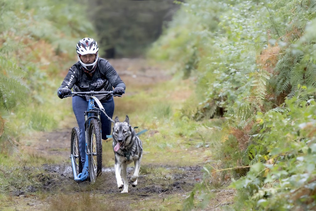 Cani Trottinette  - Forêt de Nassandres (27) - 2024 - Ivan Le Roux Photographe