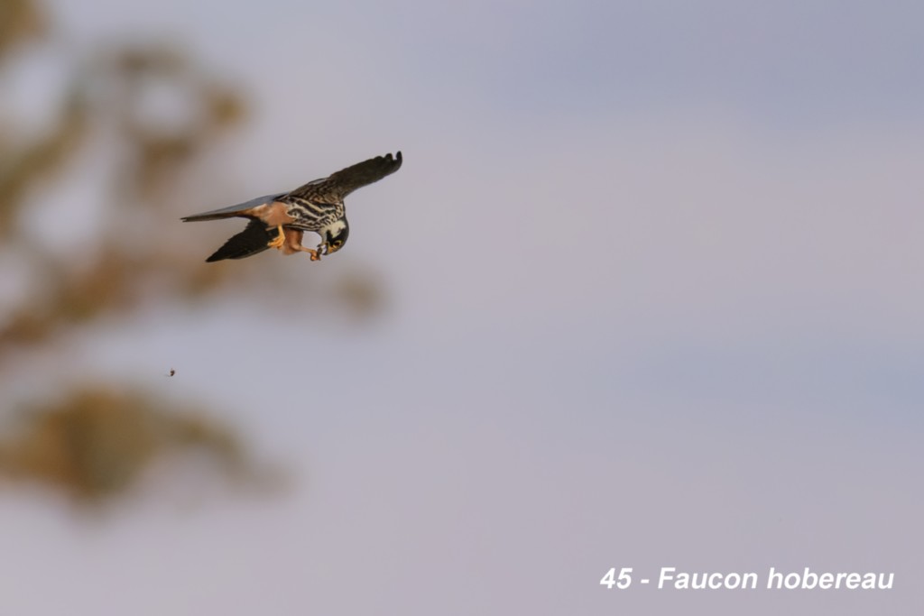 Faucon Hobereau