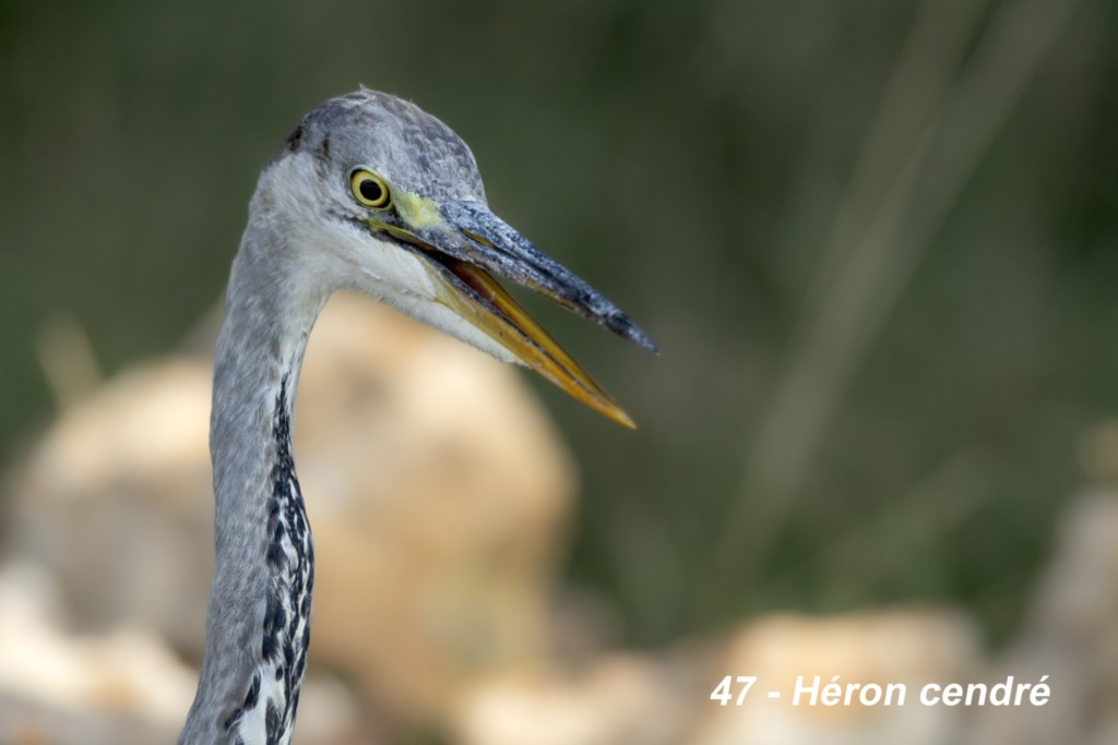 Héron cendré