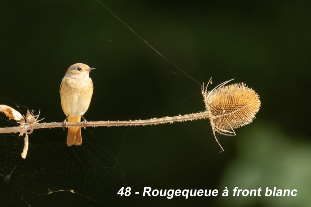 Rougequeue à front blanc