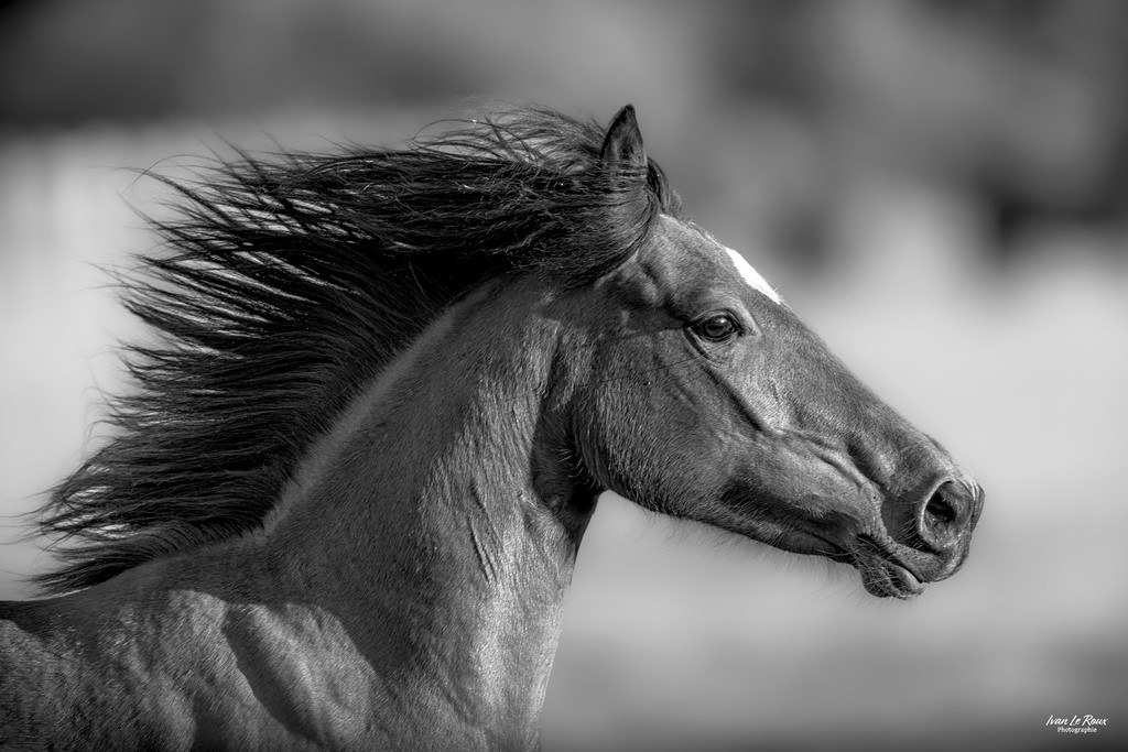 Galop crinière au vent -  Romilly-la-Puthenaye (27) - 2023 - Canon EOS R7 -  Sigma 500 mm F/4 OS HSM SPORT   1/50s, f/4 ISO 800  Priorité Ouverture​