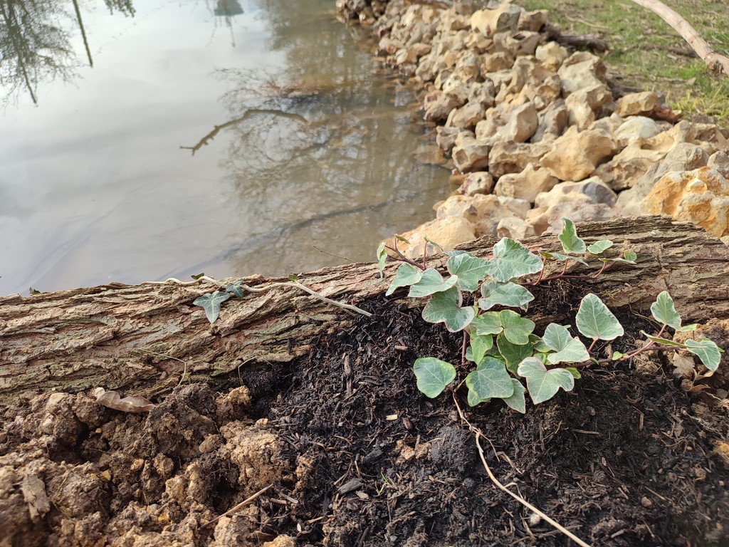 Ivan Le Roux  Aménagement des contours de la mare Romilly la puthenaye