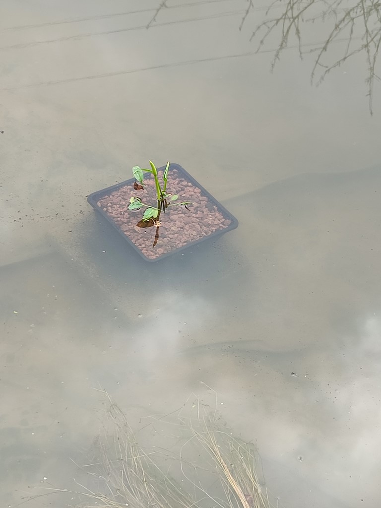 Mise en place de plantes aquatiques - Ivan Le Roux Photographie