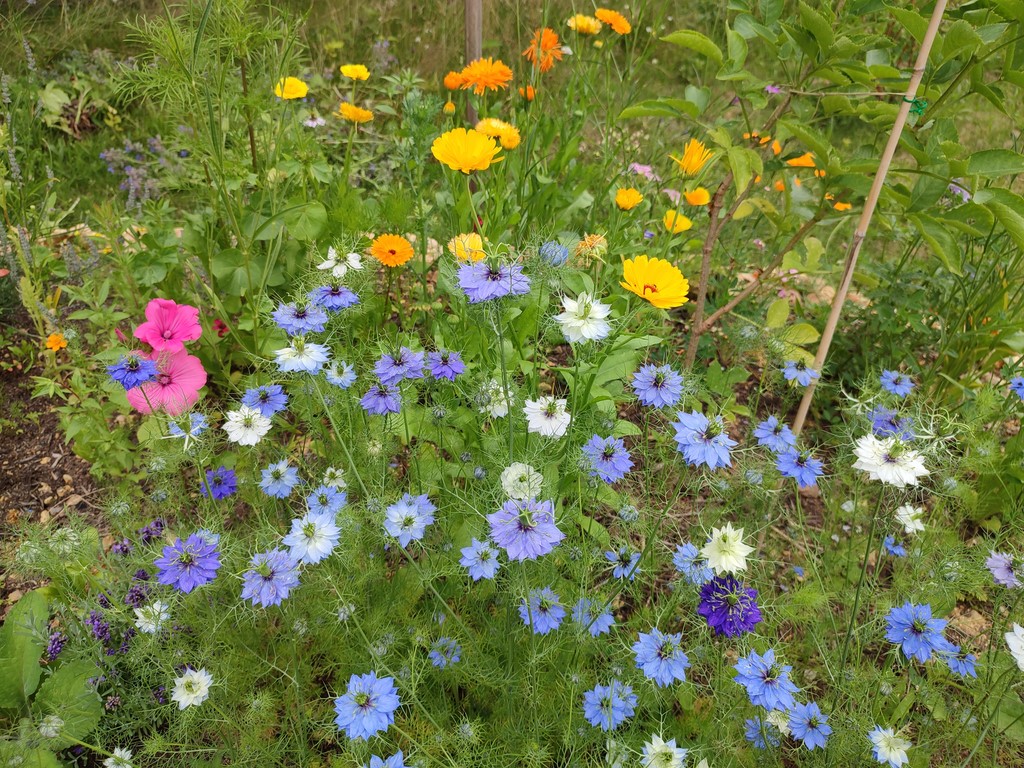 Les fleurs mélifères