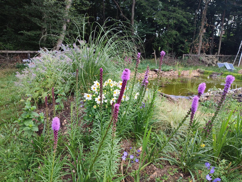 La végétation pousse autour du bassin
