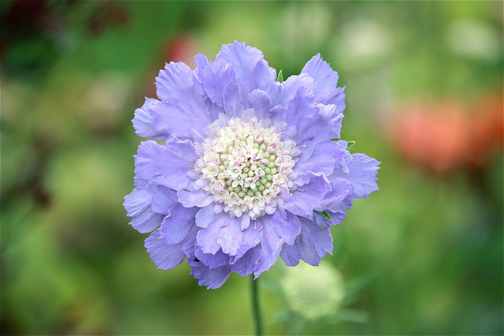 Scabieuse du Caucase