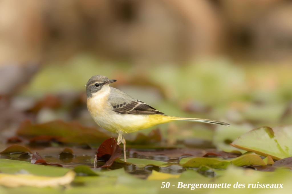Bergeronnette des ruisseaux