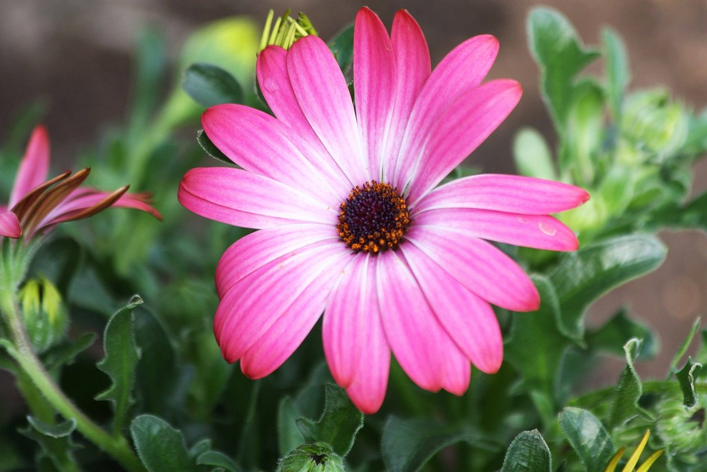 Osteospermum