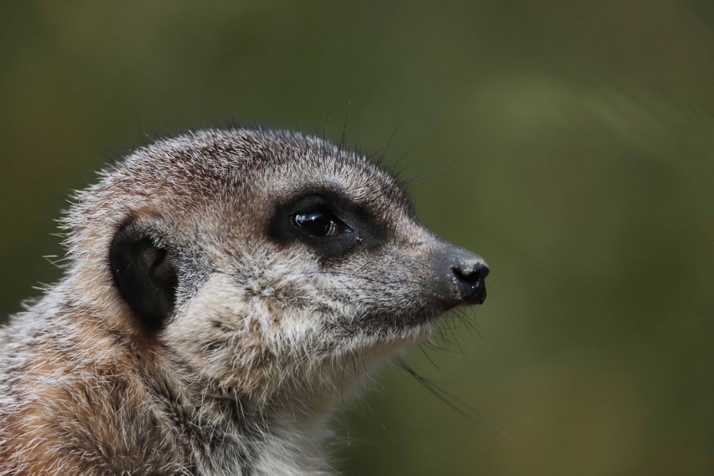 Suricate - Biotropica