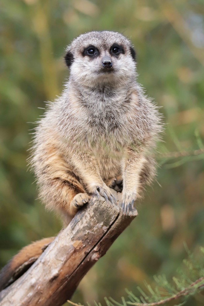 Suricate - Biotropica
