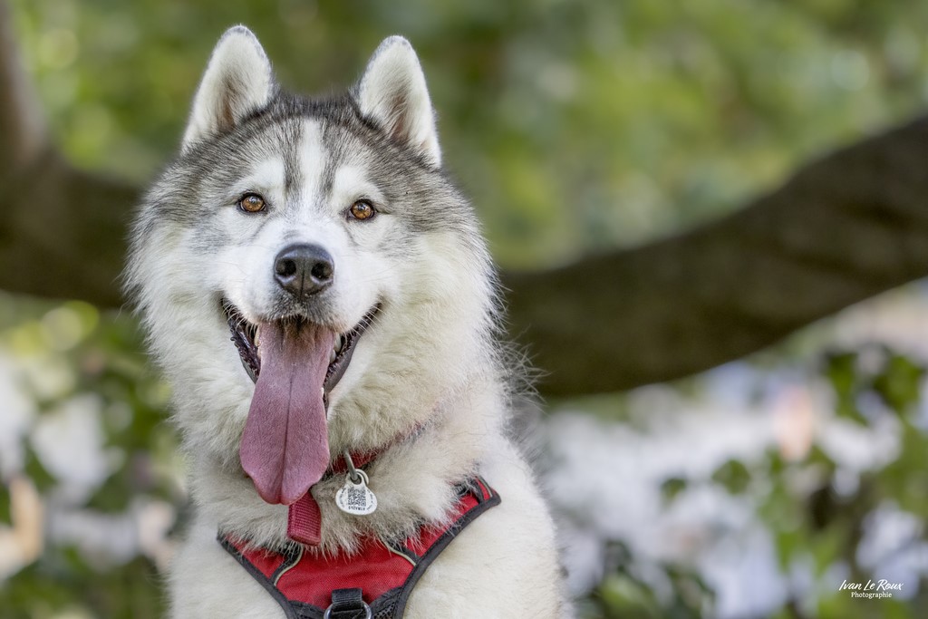 Chien "Troops"   Husky - Beaumont-le-Roger (27) - 2023 - Ivan Le Roux Photographe animalier