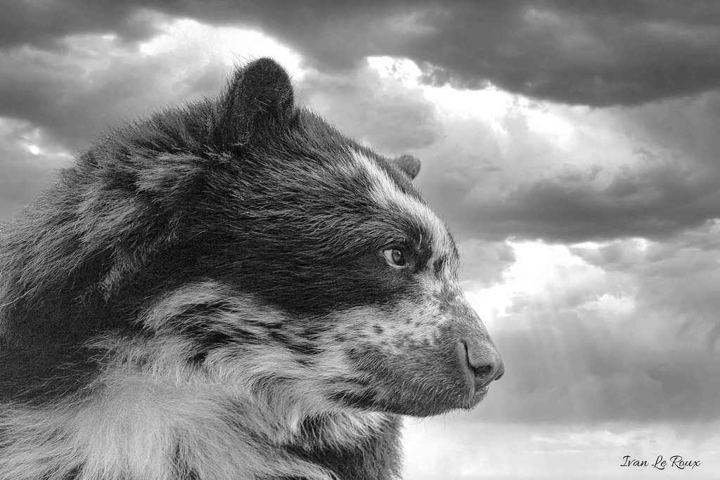 Ours à Lunettes Zoo de Cerza 2020