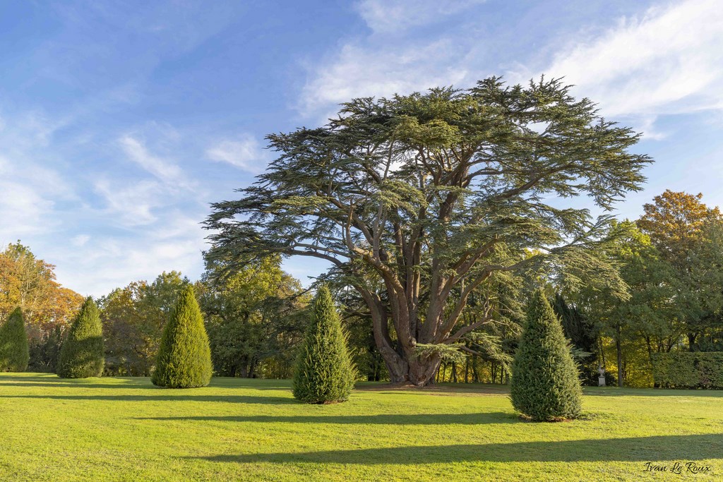 Le Cèdre dans le parc du Château de Fontaine-La-Soret (27)