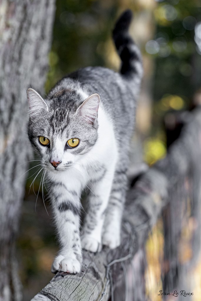 A pattes de velour - 2019