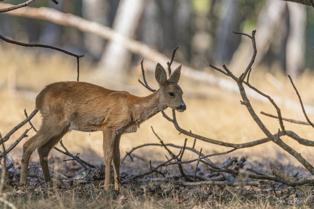 Chevreuil  - 2019