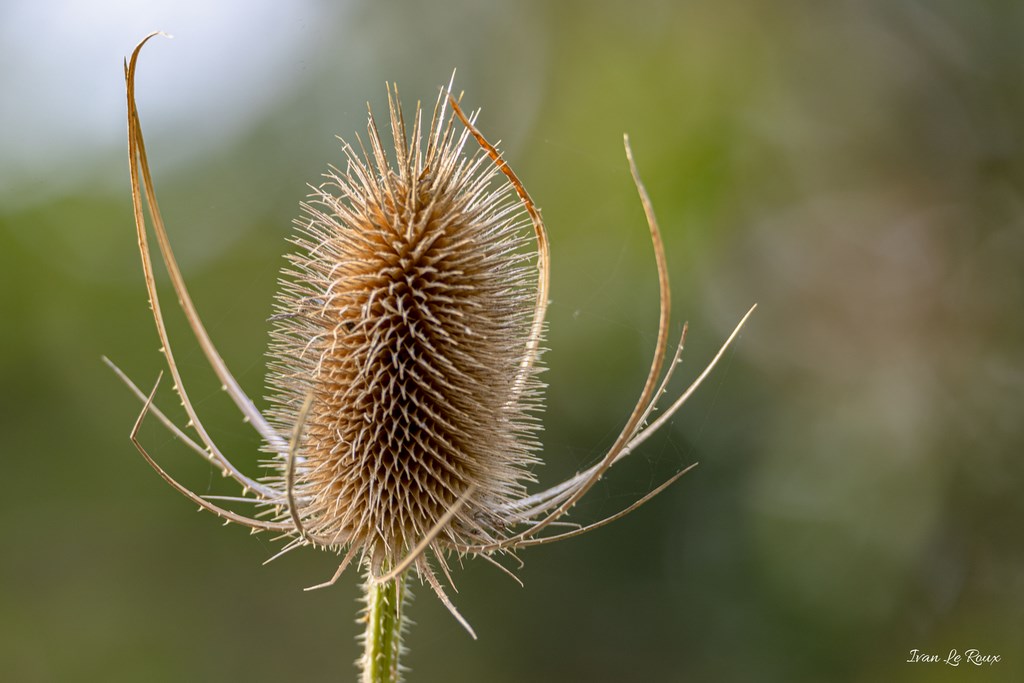 Cardère sauvage - 2019