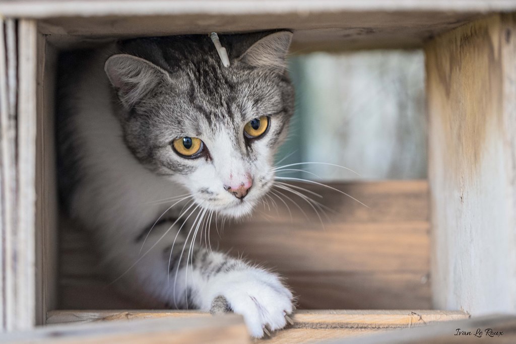 Mise en "boîte" - 2019