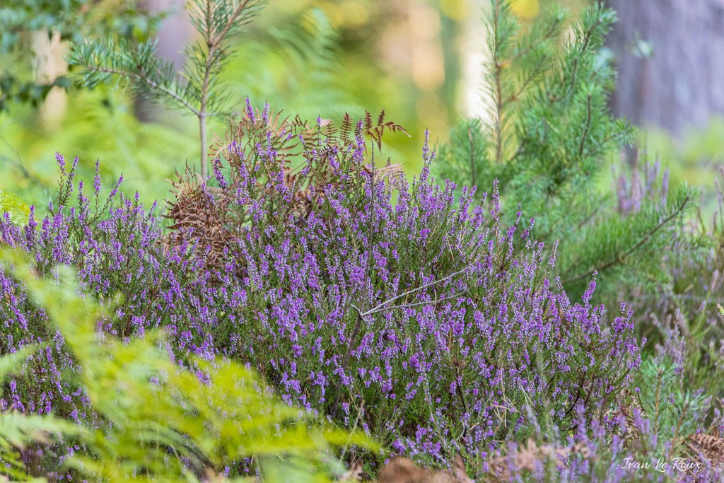 Bruyères - Forêt de Fontaine-la-Soret  (27) - 2019
