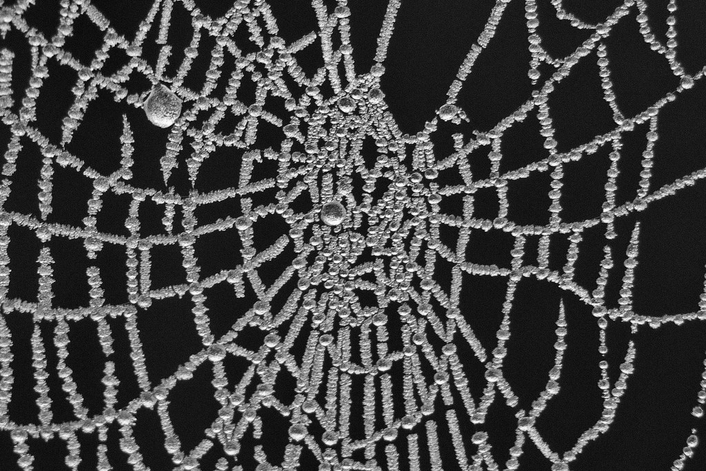 Toile d'Araignée givrée