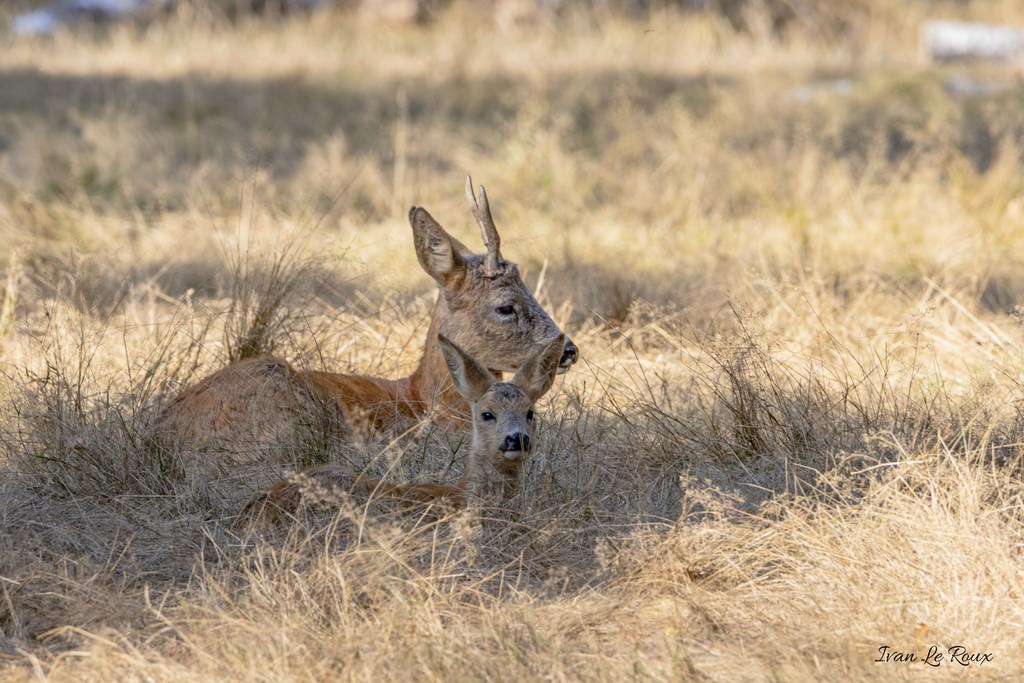 Chevreuil et Faon - 2019