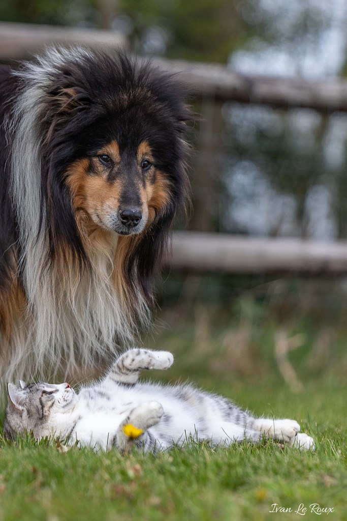 Caïd (12 ans) avec Charlie - 2019