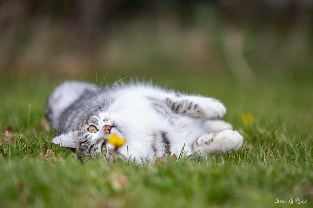 Charlie Le Chat - 2019