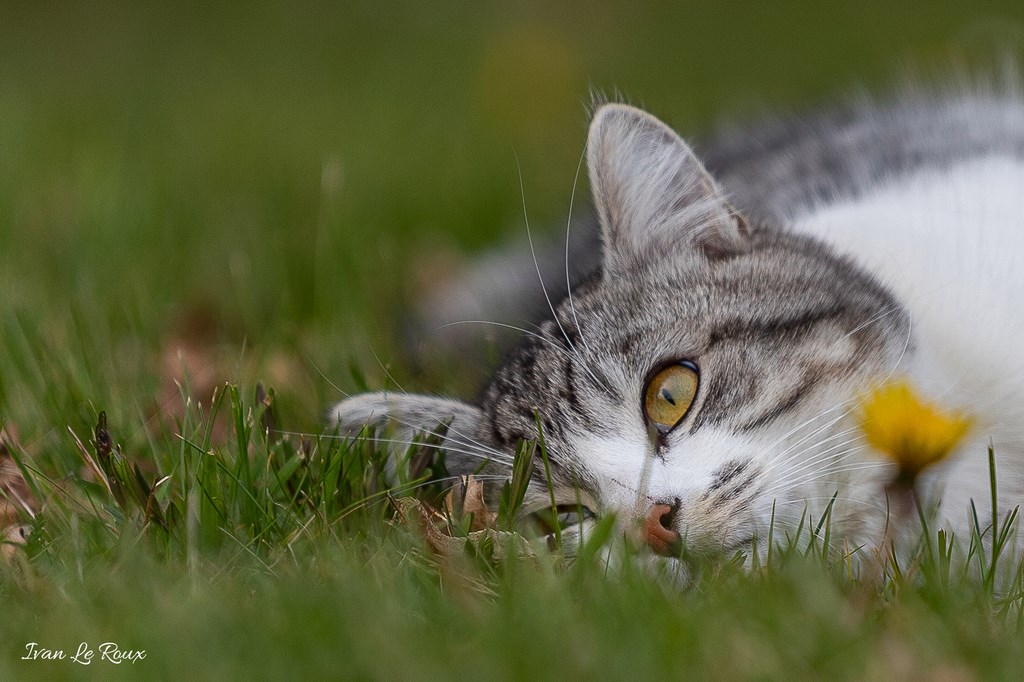 Charlie réveur - 2019