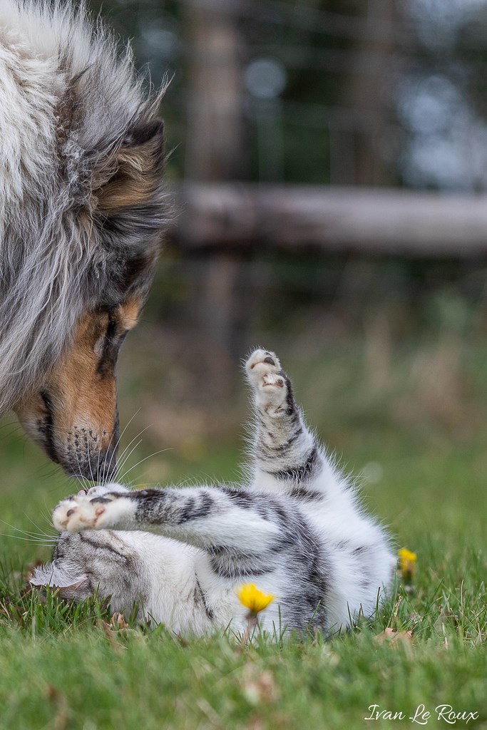 Daisy et Charlie Le Chat  - 2019