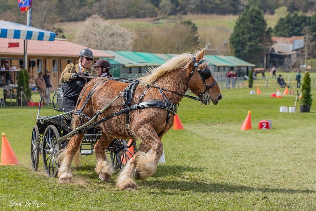 National d'Attelage d'Evreux - 2019