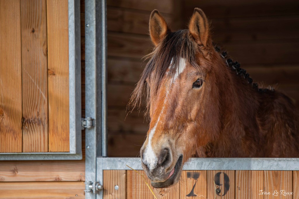 National d'Attelage d'Evreux - 2019