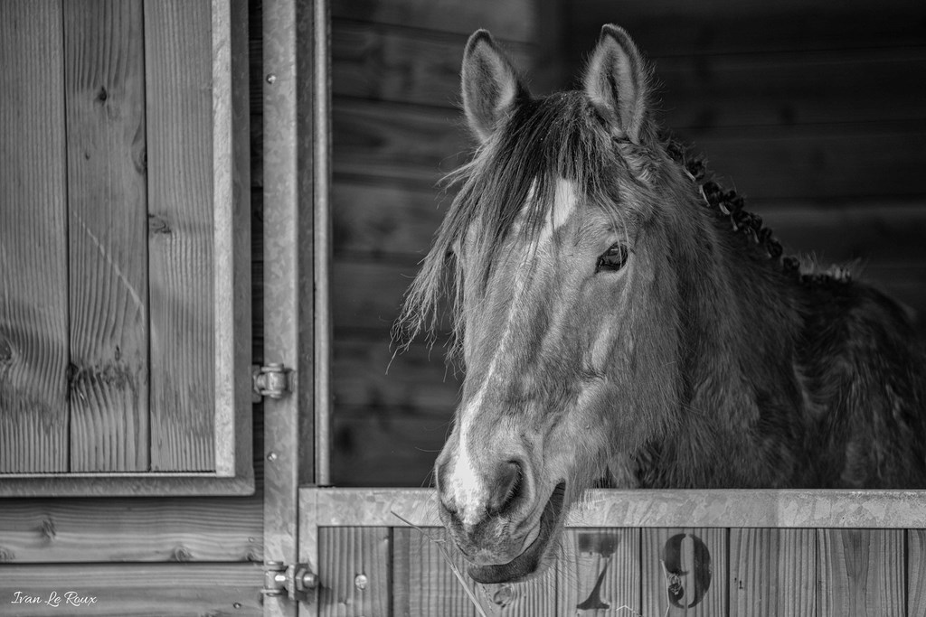 National d'Attelage d'Evreux - 2019